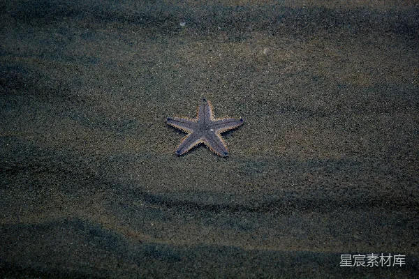 高清摄影 孤独的海星