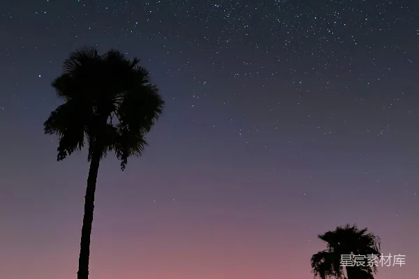 高清摄影 星空下的棕榈树剪影