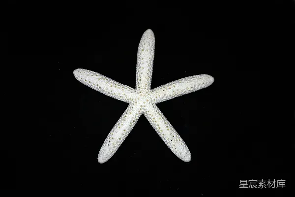 高清摄影 洁白的海星