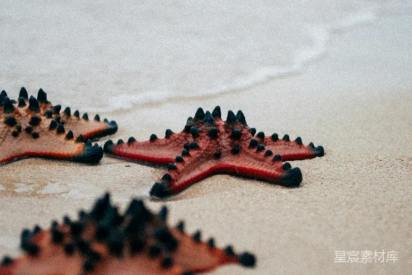 高清摄影 海滩上的海星