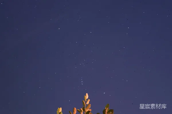 高清摄影 夜空下的树梢
