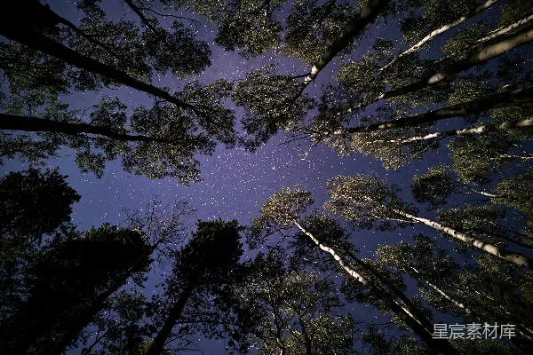 高清摄影 夜空下的森林