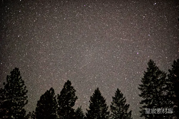 高清摄影 夜空下的松林