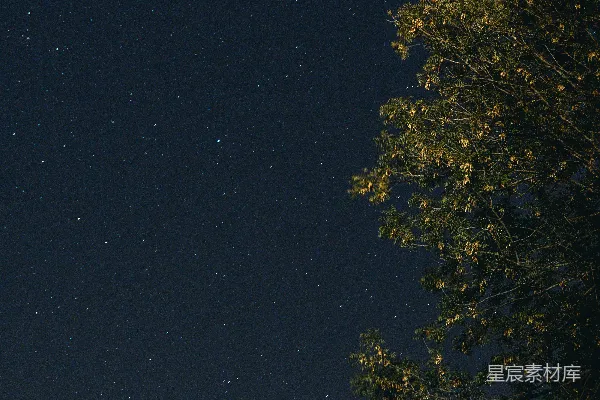 高清摄影 夜空下的树梢