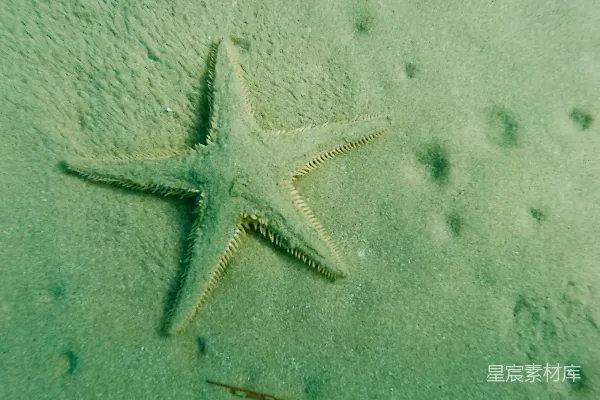 高清摄影 海底的海星