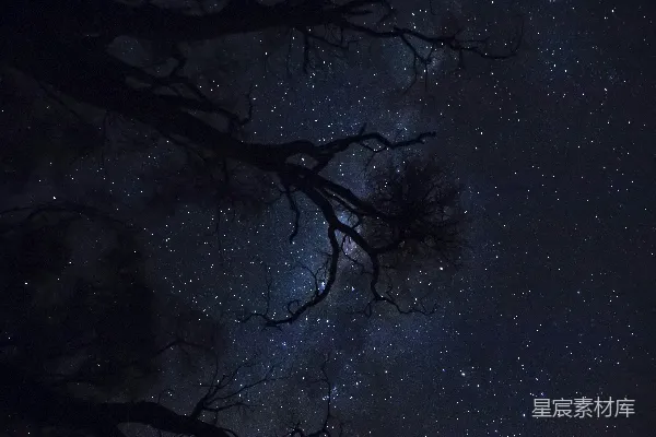 高清摄影 夜空下的枯树