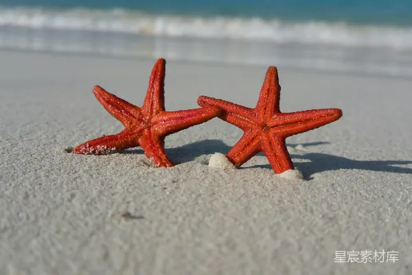 高清摄影 海滩上的海星