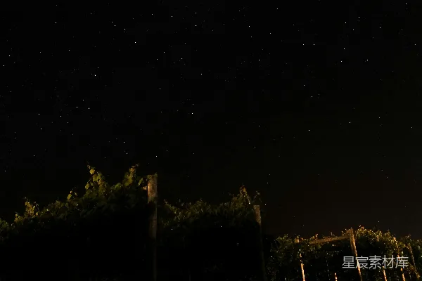 高清摄影 夜幕下的葡萄园