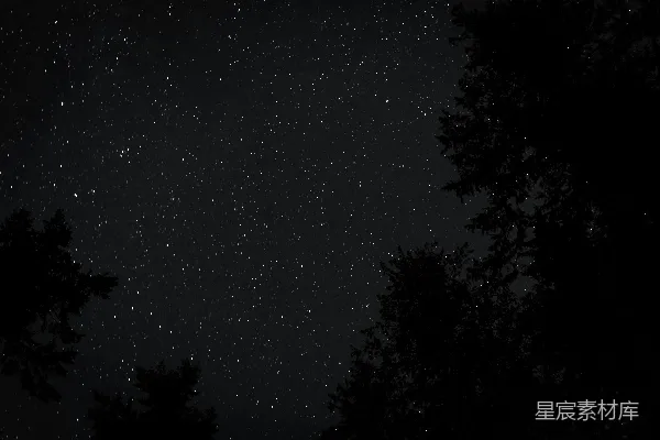 高清摄影 夜空下的树影
