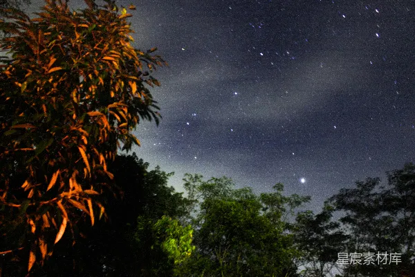 高清摄影 夜幕下的森林与星空