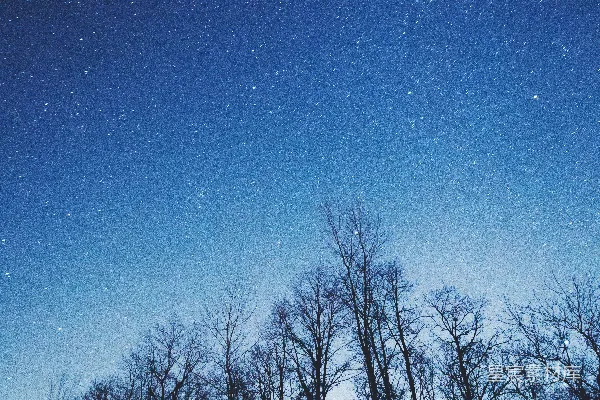 高清摄影 夜空下的森林剪影