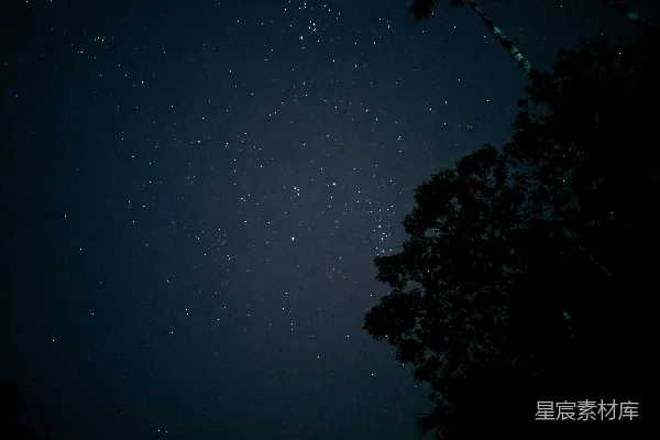 高清摄影 夜空下的树影与星辰