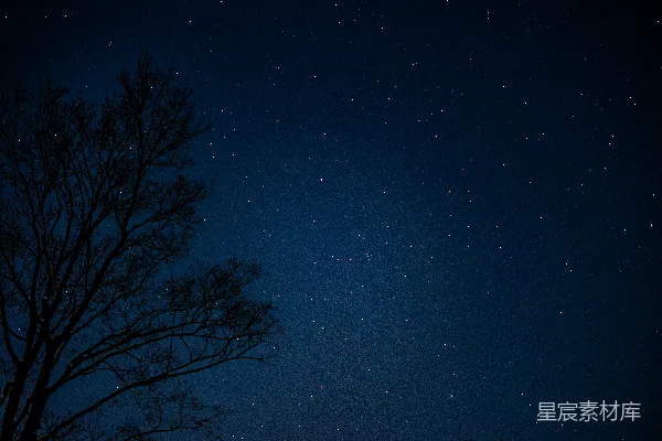 高清摄影 夜空下的树影