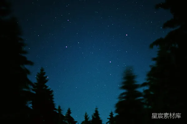 高清摄影 夜空下的松林
