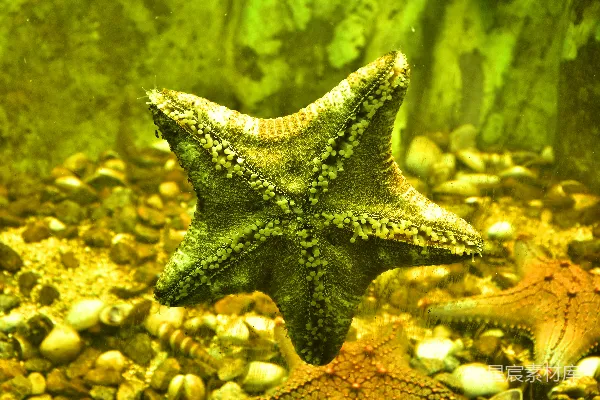 高清摄影 海底的海星