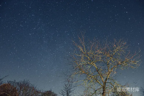 高清摄影 星夜下的枯树