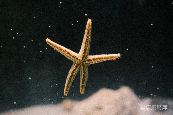 高清摄影 海底的海星