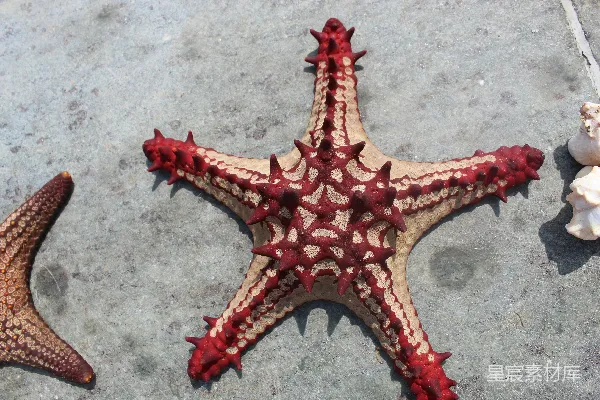 高清摄影 海滩上的红色海星
