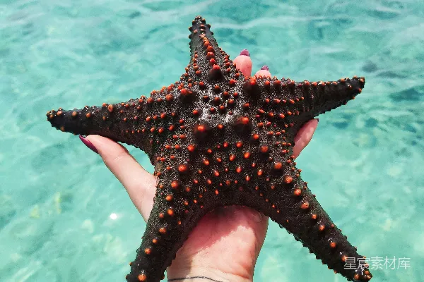 高清摄影 手捧海星，蓝色海洋背景