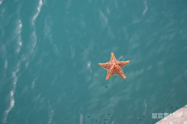 高清摄影 海星漂浮在宁静的水面上