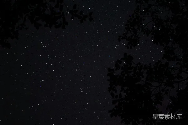 高清摄影 夜空下的树影