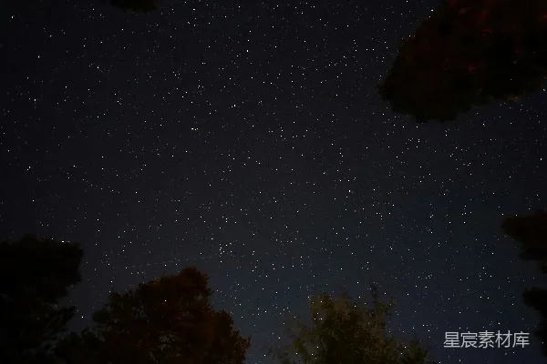 高清摄影 夜空下的繁星与树梢