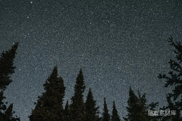 高清摄影 星夜下的松林