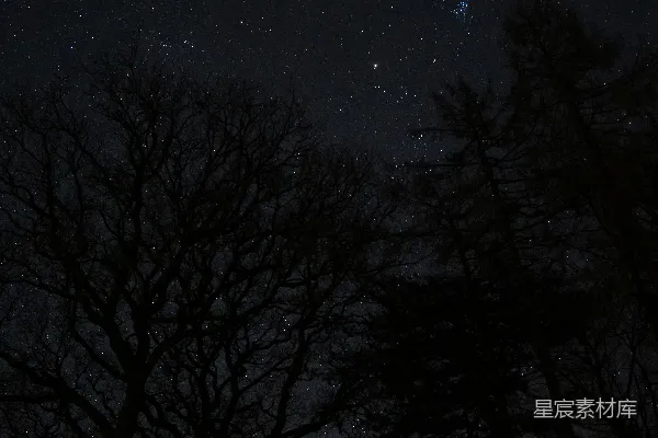 高清摄影 夜空下的树影