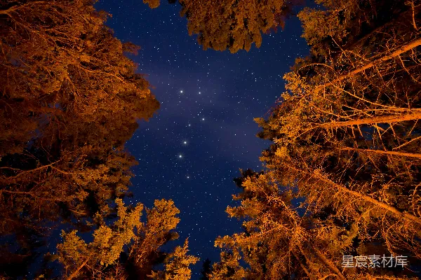 高清摄影 夜空下的森林