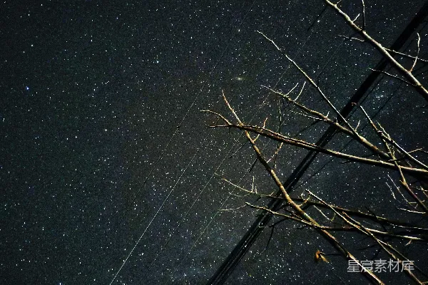 高清摄影 星空下的树枝