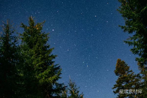 高清摄影 夜空下的松树