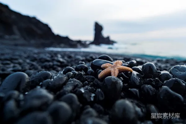 高清摄影 海滩上的海星
