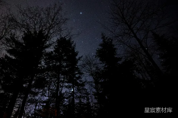 高清摄影 夜幕下的森林与星辰