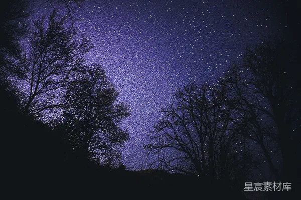 高清摄影 夜空下的树影