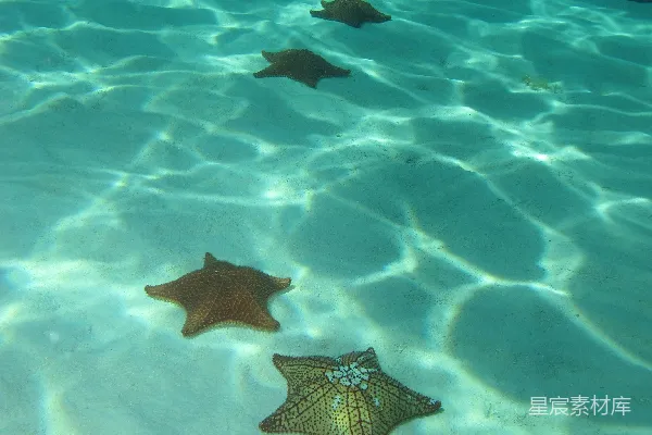 高清摄影 海底的海星