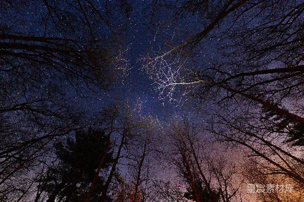 高清摄影 森林中的星空