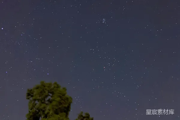 高清摄影 夜空下的松树