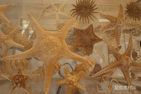 高清摄影 海洋生物标本展