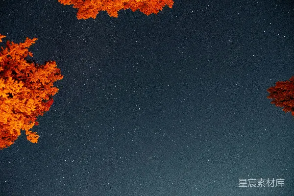 高清摄影 秋夜星空下的树影