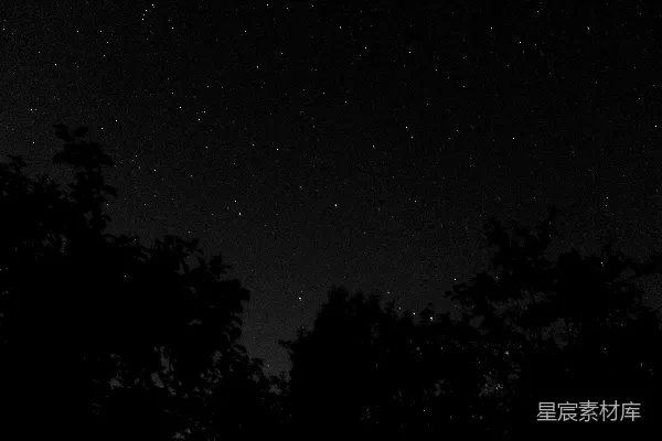 高清摄影 夜空下的树影