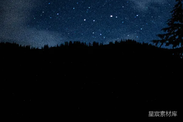 高清摄影 夜空下的森林剪影