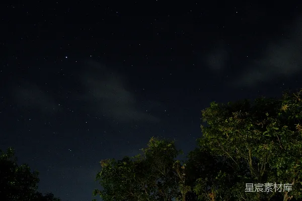 高清摄影 夜空下的繁星与树木