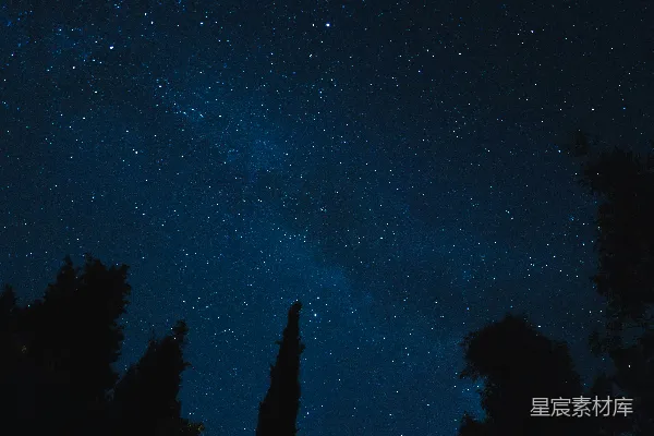 高清摄影 夜空下的树梢