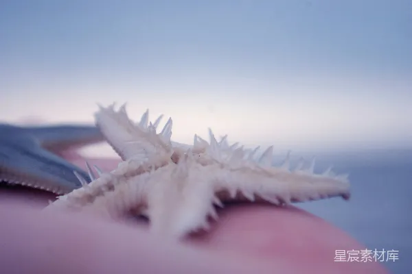 高清摄影 手握海星的宁静时刻