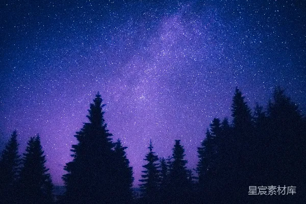 高清摄影 夜空下的松林