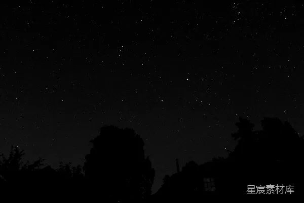 高清摄影 夜空下的树影