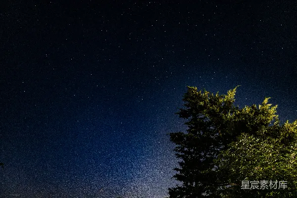 高清摄影 夜空下的繁星与树影