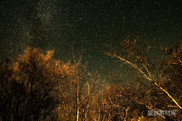高清摄影 冬夜星空下的枯树