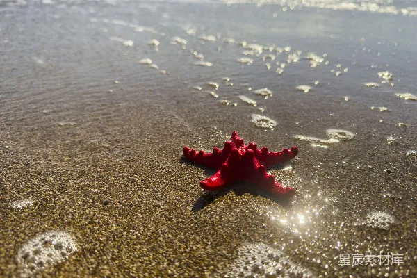 高清摄影 海滩上的红色海星