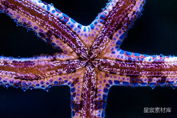 高清摄影 神秘的海洋生物：海星的特写